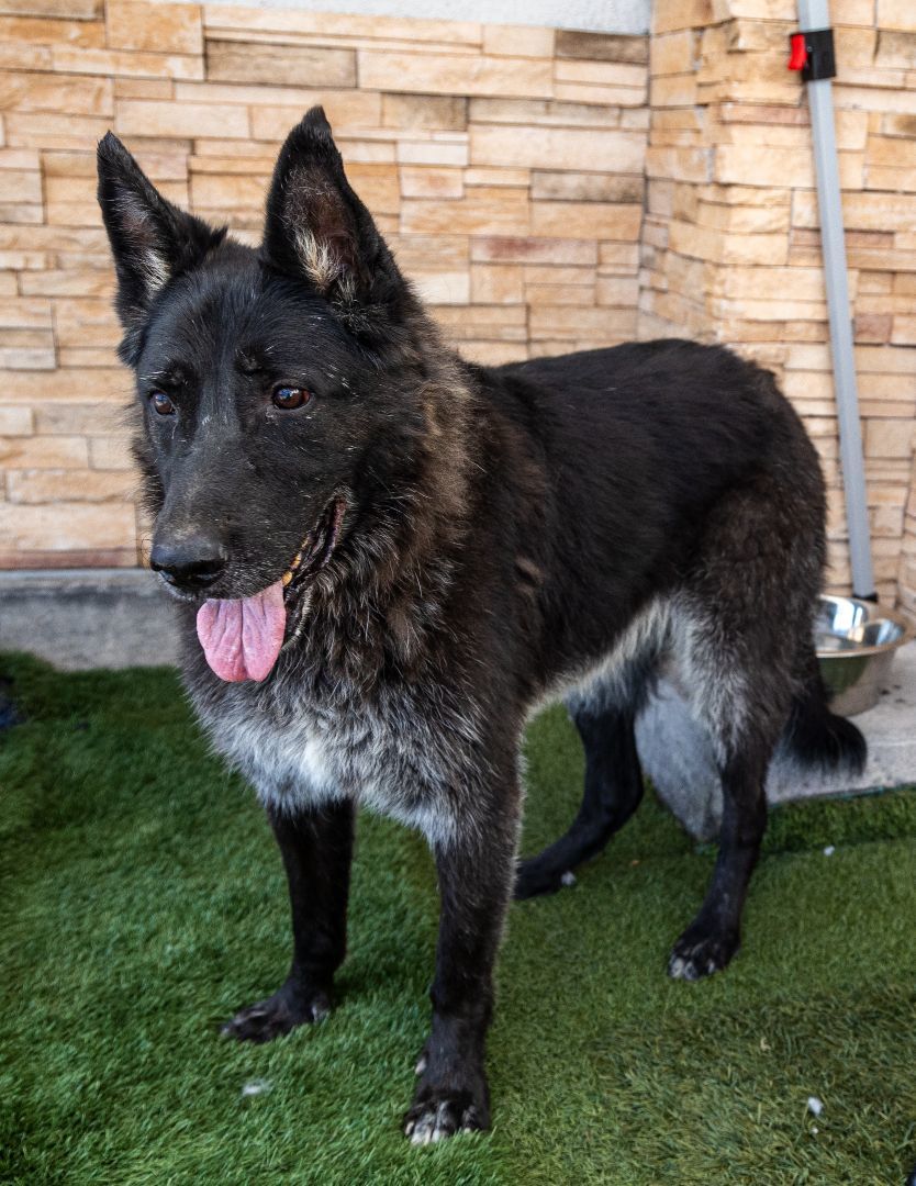 Clancey, a Adoptable German Shepherd Dog in Las Vegas, NV image 4/7