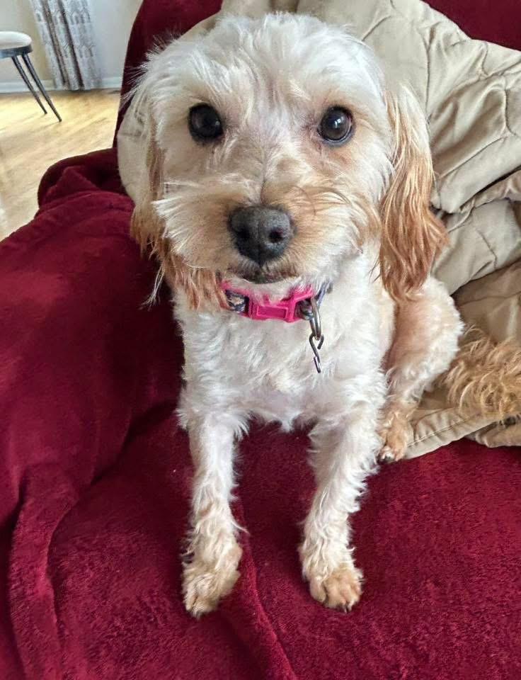 Molly, Adoptable, Young Female Maltese & Shih Tzu.