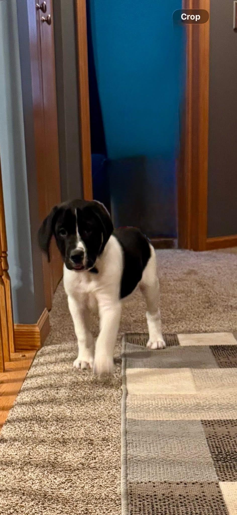 Enlarge Gouda, an adopted mixed breed in Orland Park, IL image 1/4