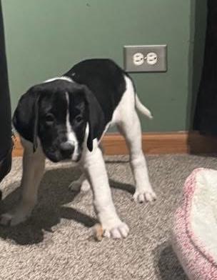 Enlarge Gouda, an adopted mixed breed in Orland Park, IL image 4/4