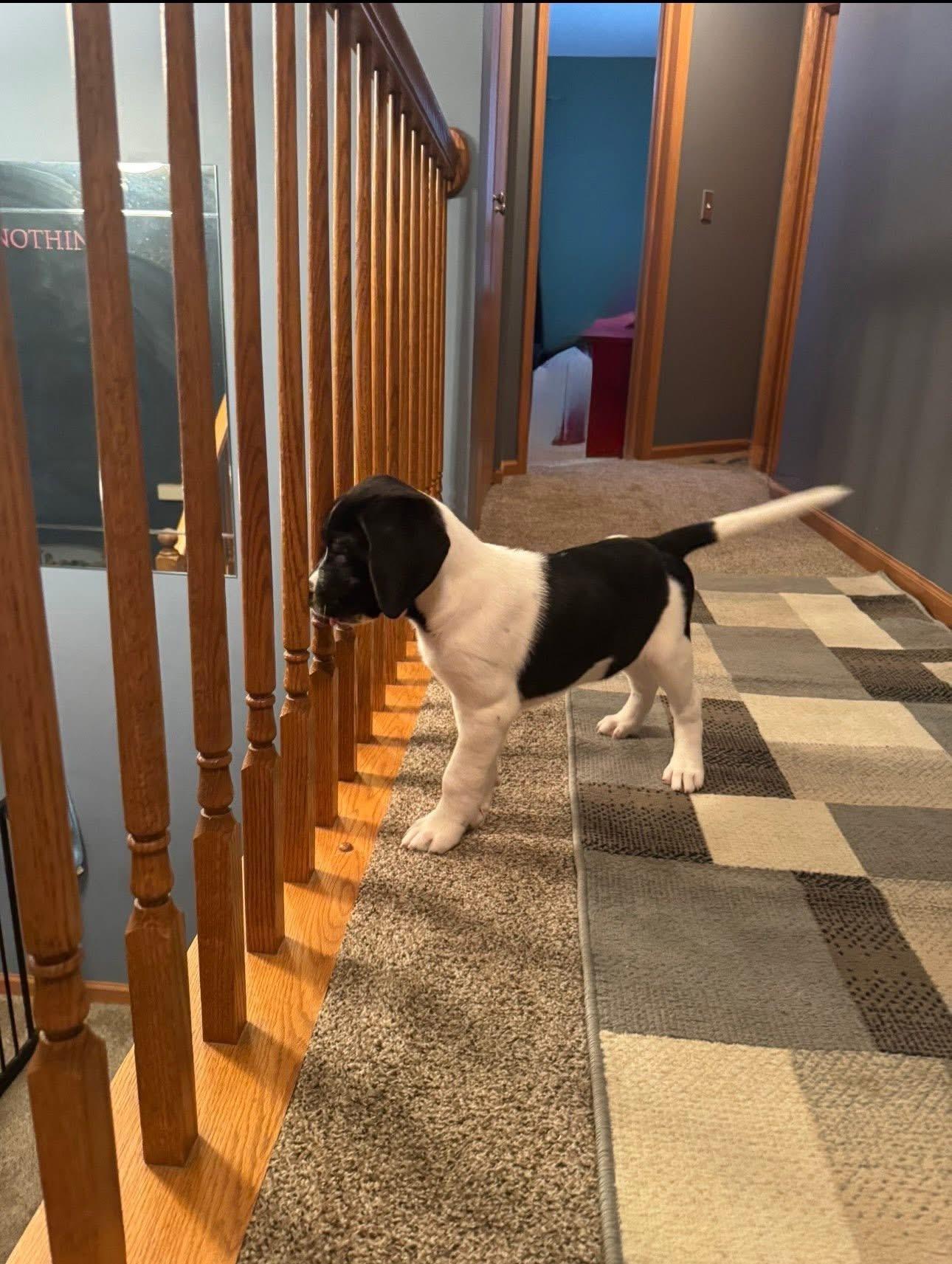 Enlarge Gouda, an adopted mixed breed in Orland Park, IL image 3/4