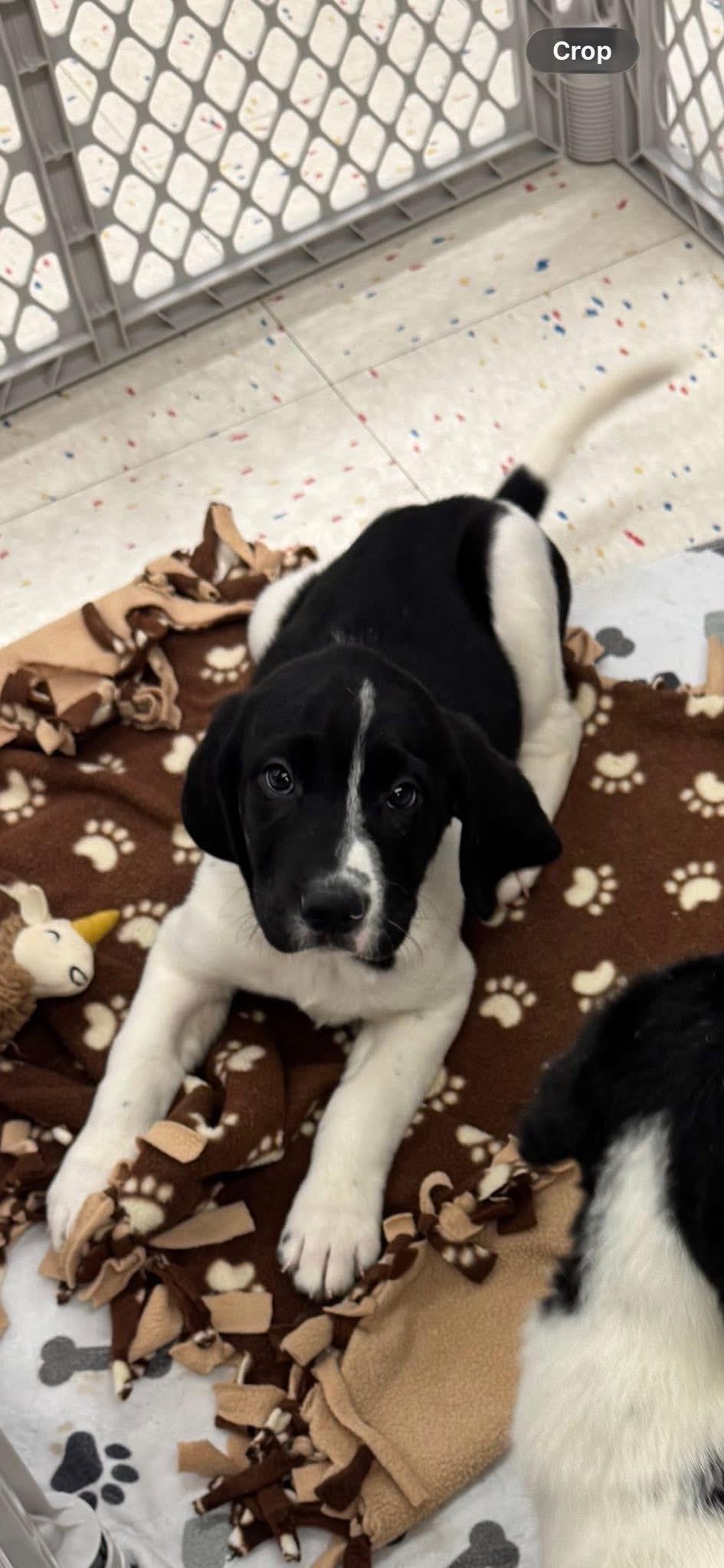 Enlarge Gouda, an adopted mixed breed in Orland Park, IL image 2/4