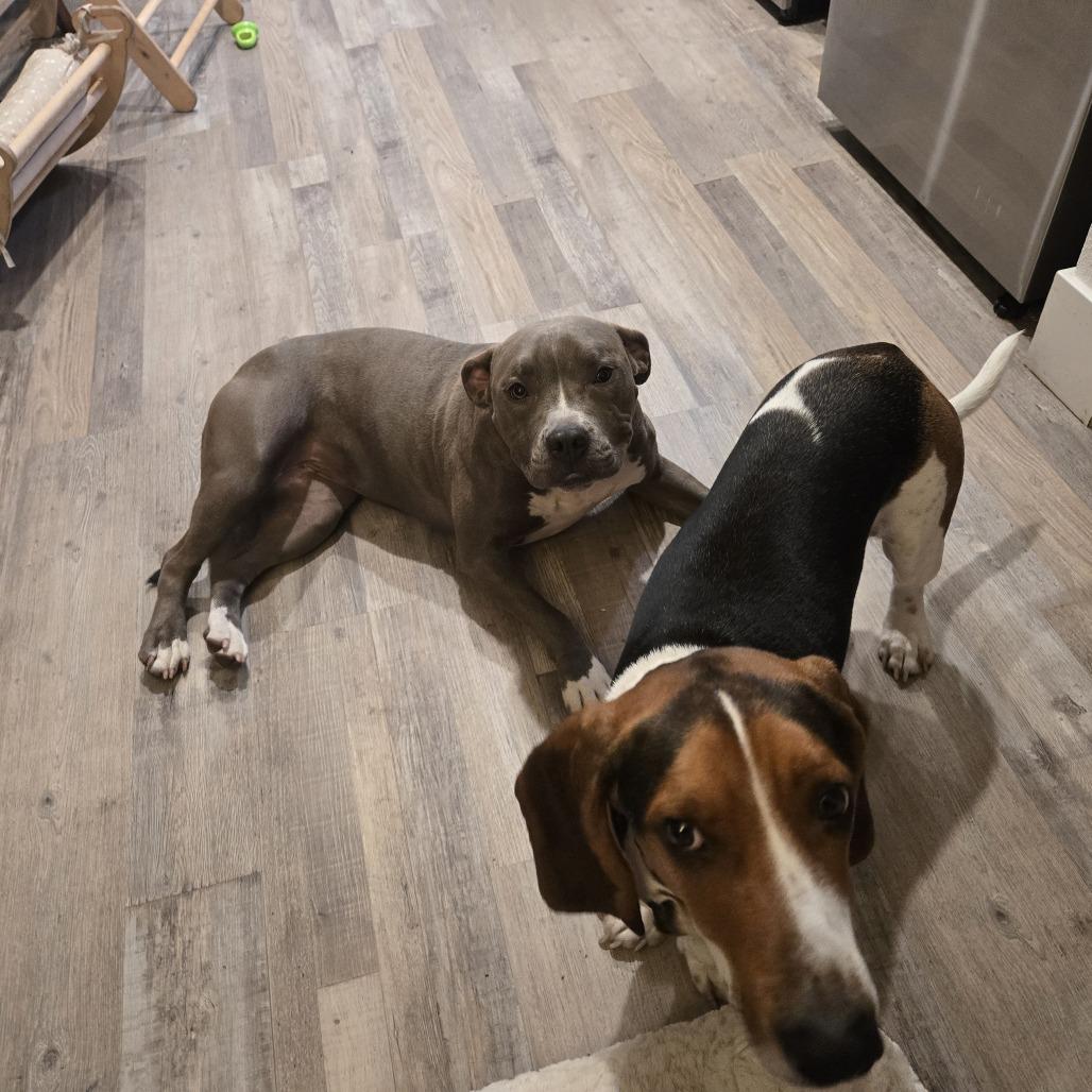 Penny, Adoptable, Young Female Pit Bull Terrier & Pit Bull Terrier.