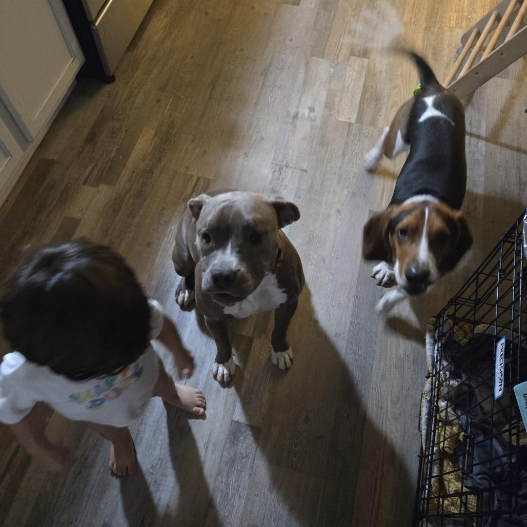 Penny, a Adoptable mixed breed in Sacramento, CA image 1/6