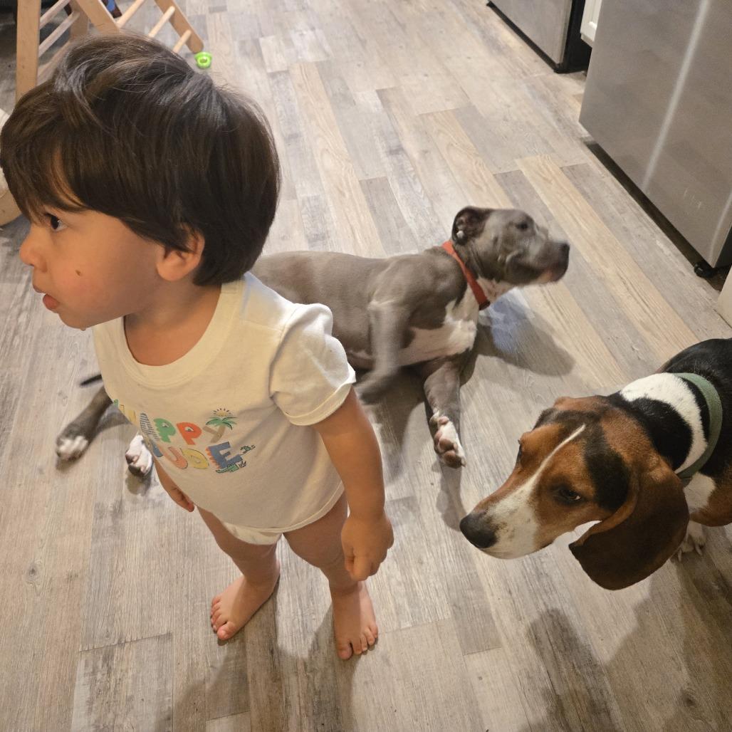 Penny, a Adoptable mixed breed in Sacramento, CA image 3/6