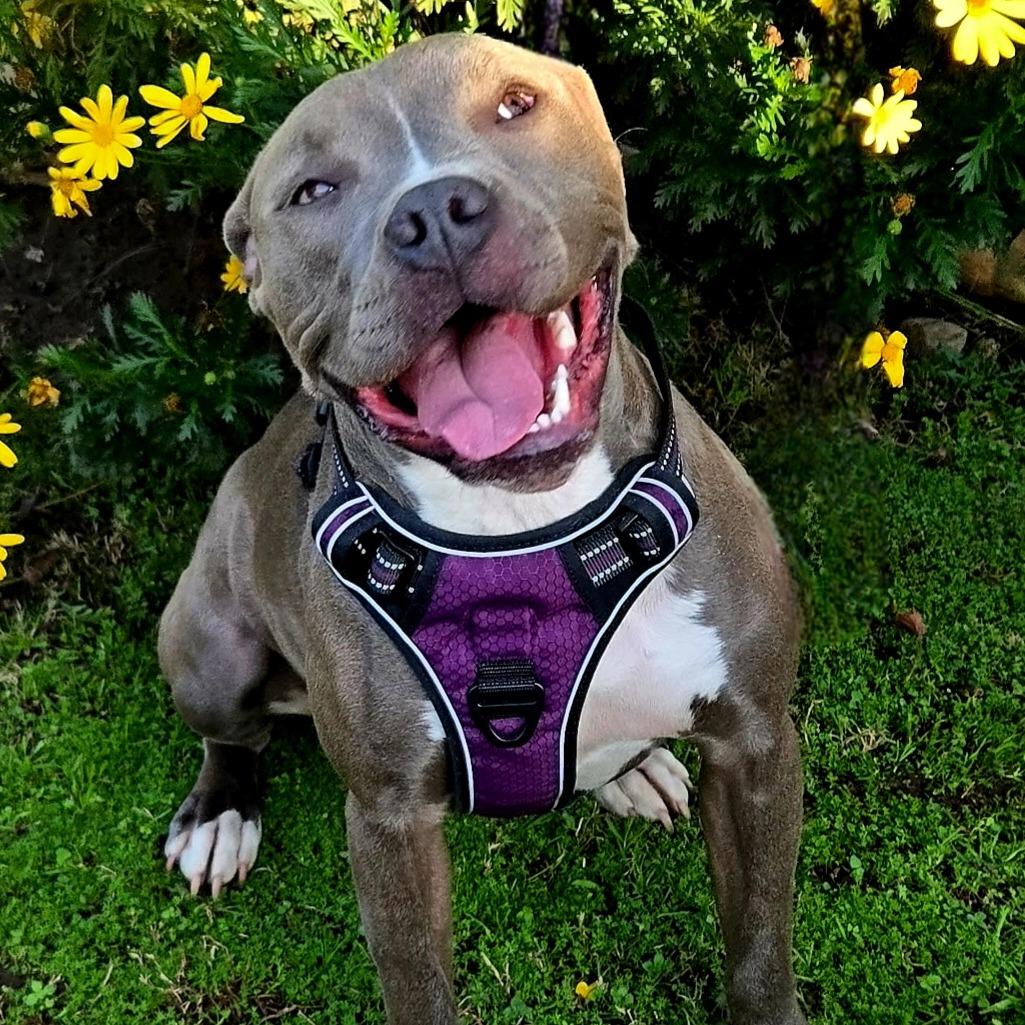 Penny, Adoptable, Young Female Pit Bull Terrier & American Staffordshire Terrier.