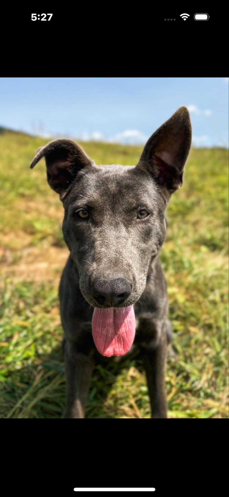 AK, a Adoptable mixed breed in Rutherfordton, NC image 3/3