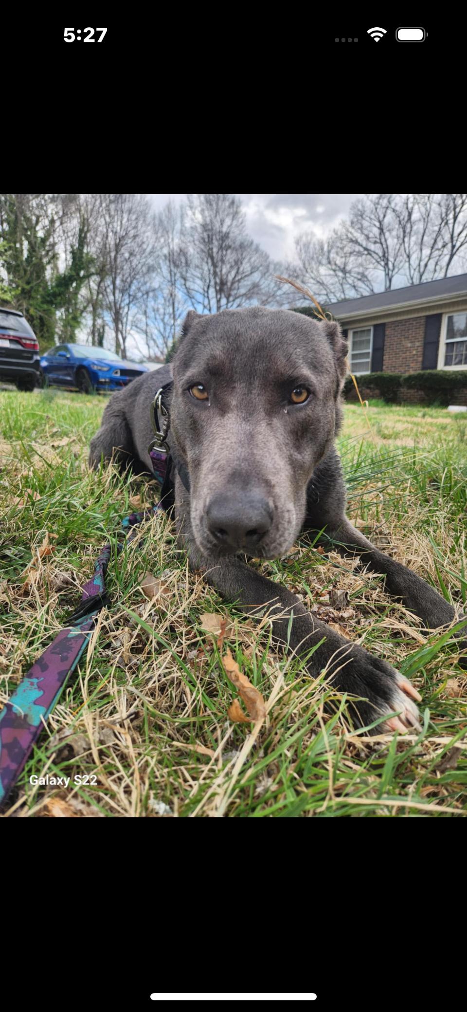 AK, a Adoptable mixed breed in Rutherfordton, NC image 2/3