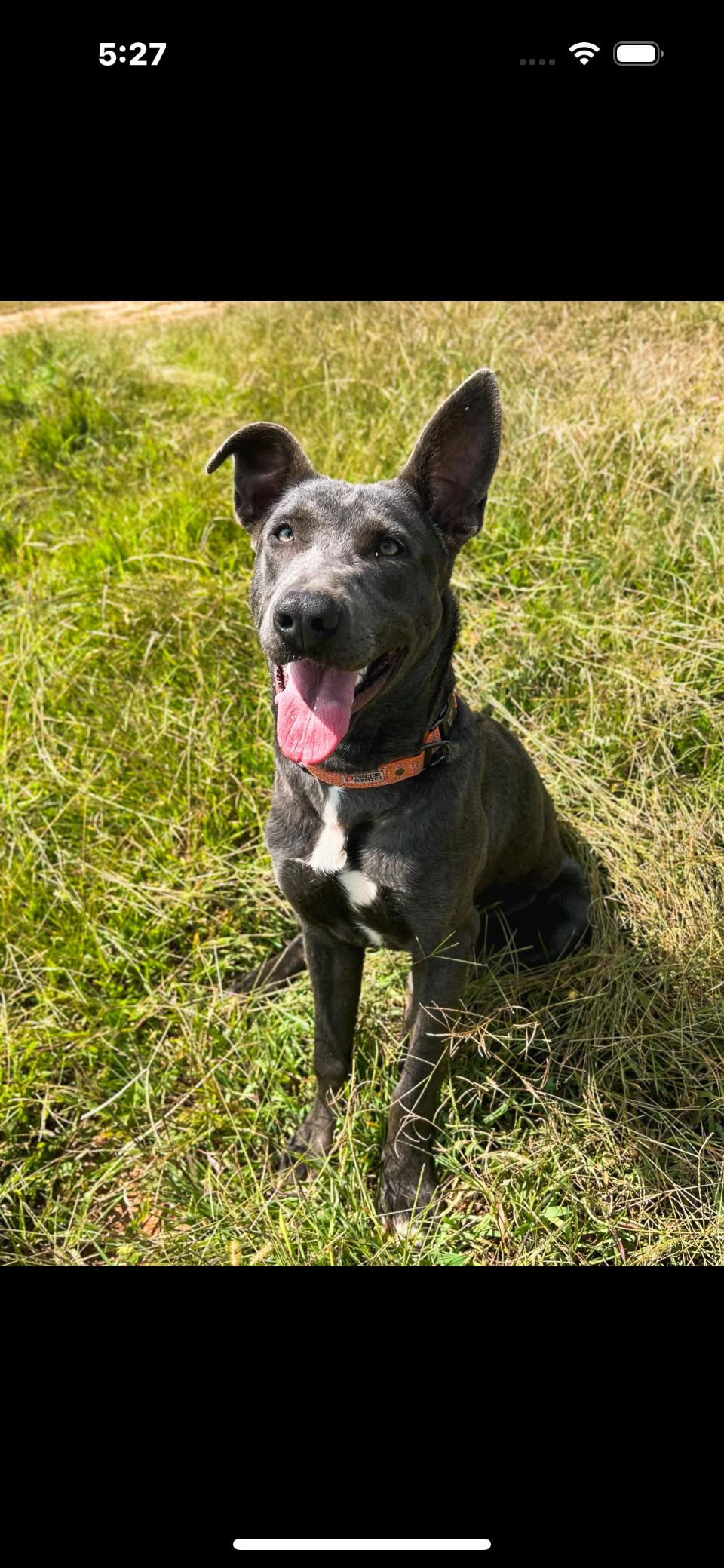 AK, Adoptable, Young Female German Shepherd Dog & Pit Bull Terrier.