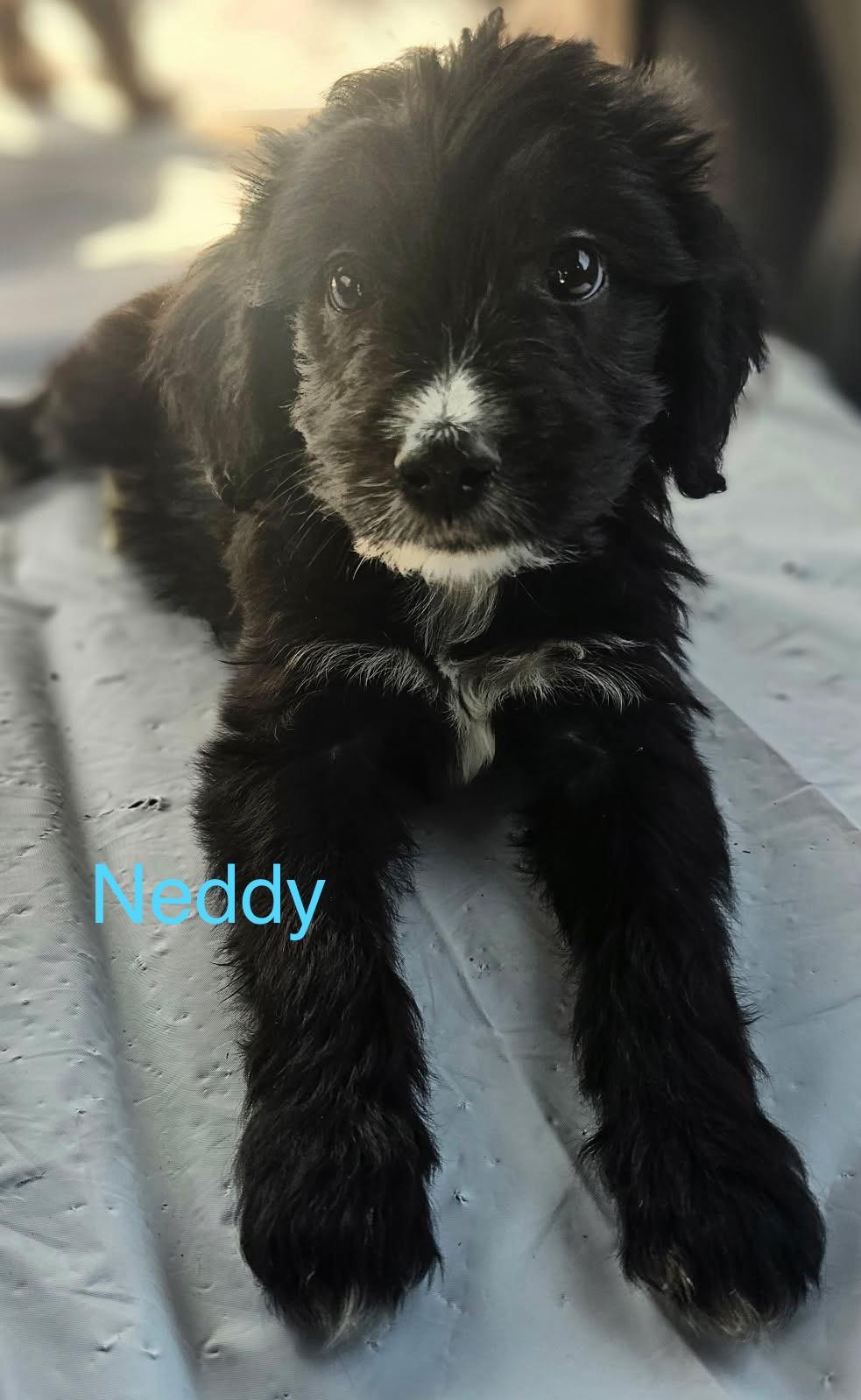 Aussiedoodle Boys thumbnail 2