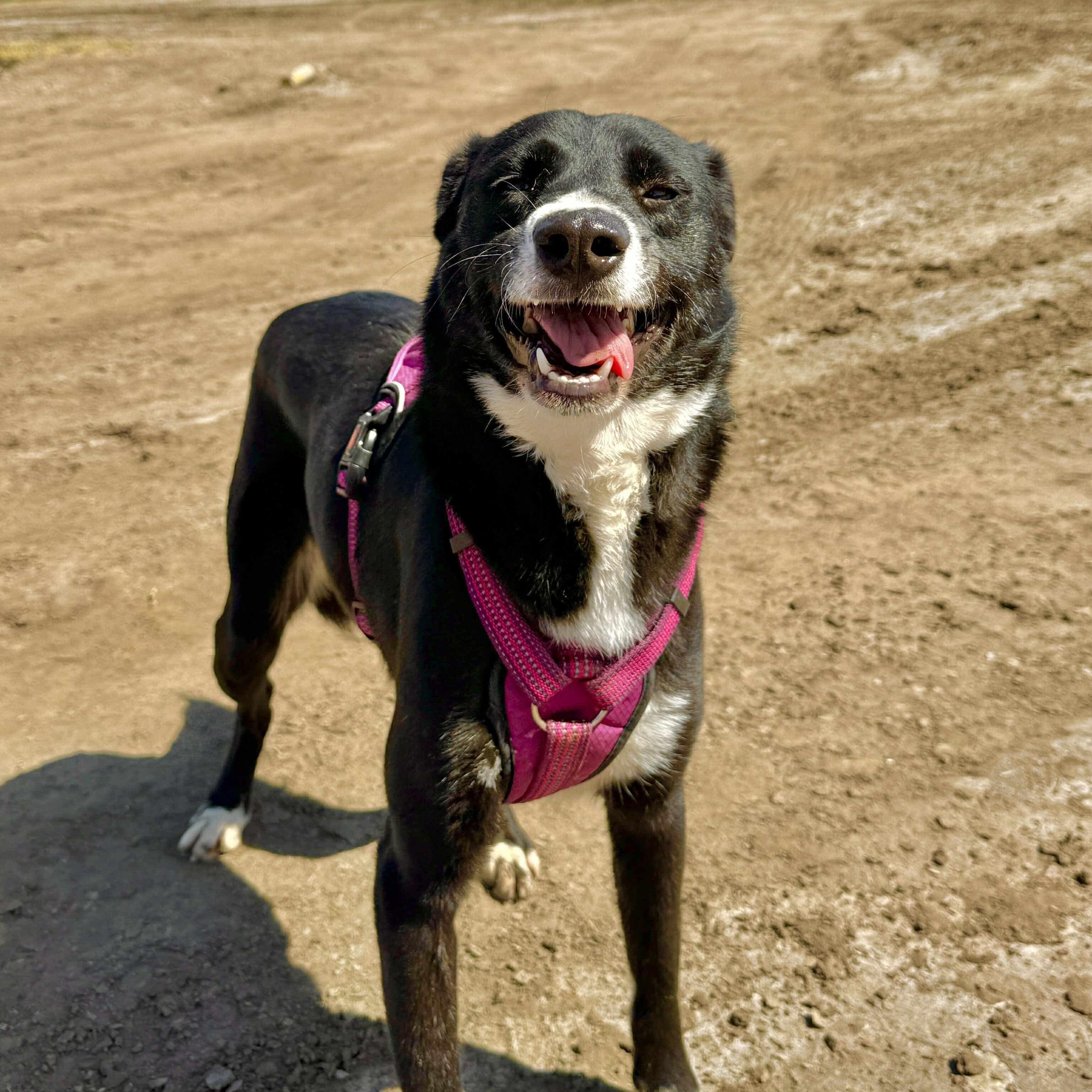 Azzi, a Adoptable mixed breed in San Diego, CA image 2/2