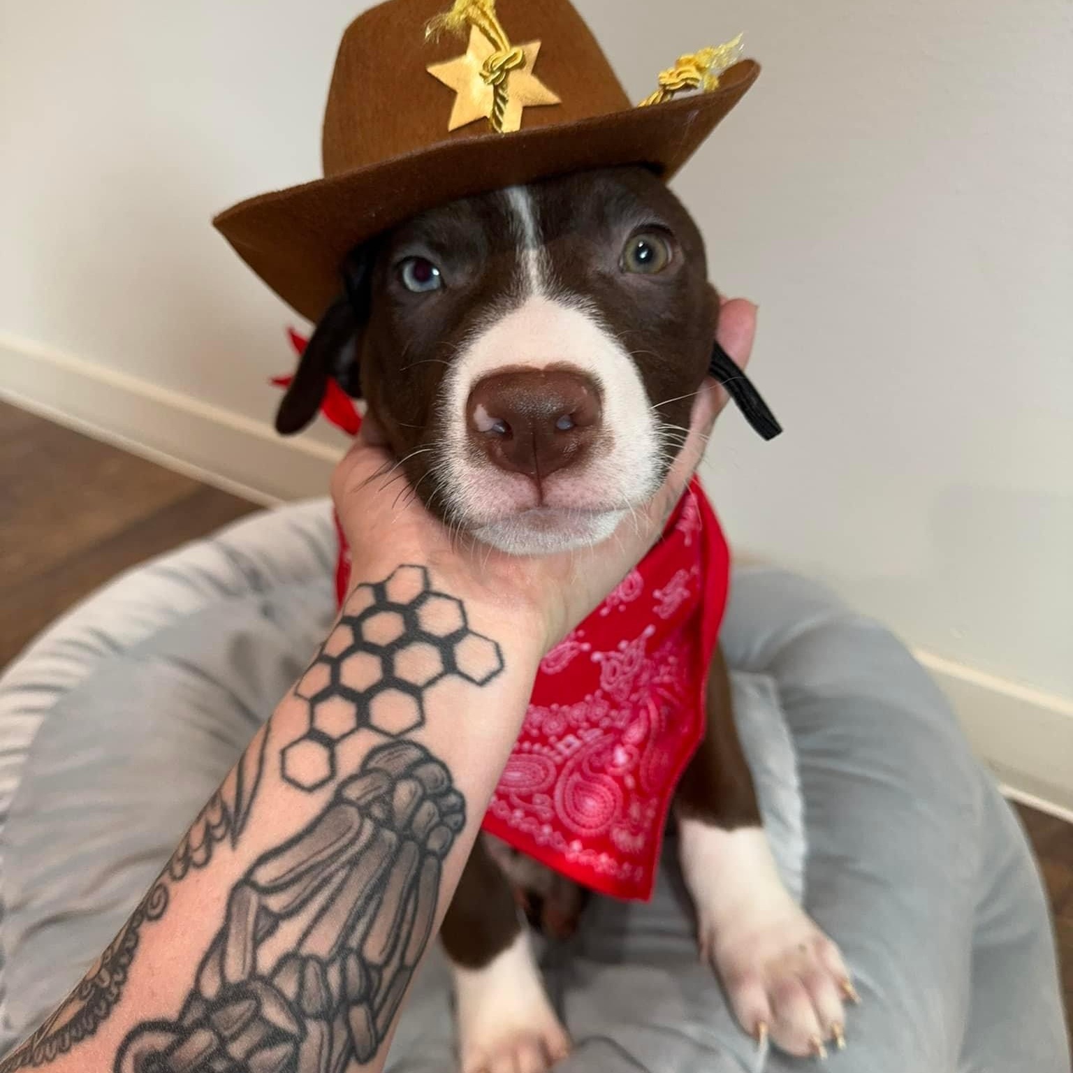 Mesquite, Adopted, Puppy Male Chocolate Labrador Retriever & American Staffordshire Terrier.