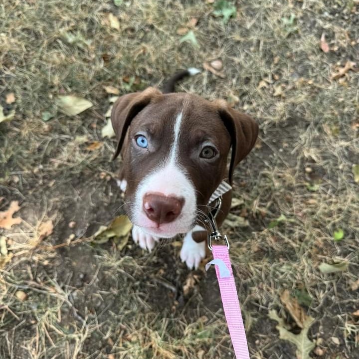 Enlarge Mesquite, a Adopted mixed breed in Haslet, TX image 2/2