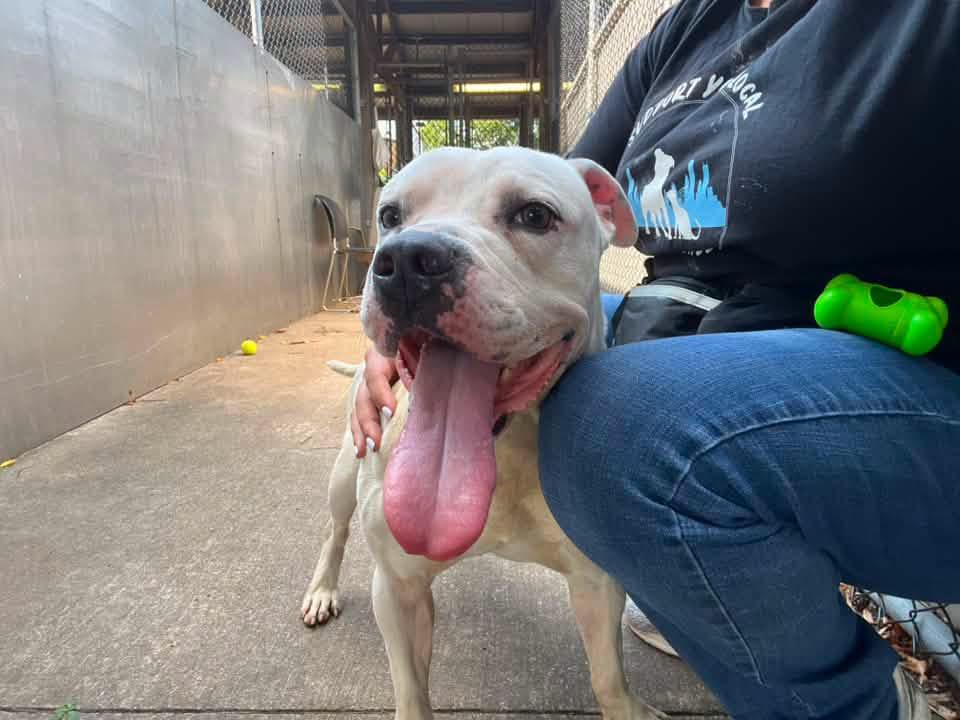 Enlarge Wilcox, a ADOPTABLE Pit Bull Terrier in Chicago, IL image 3/5