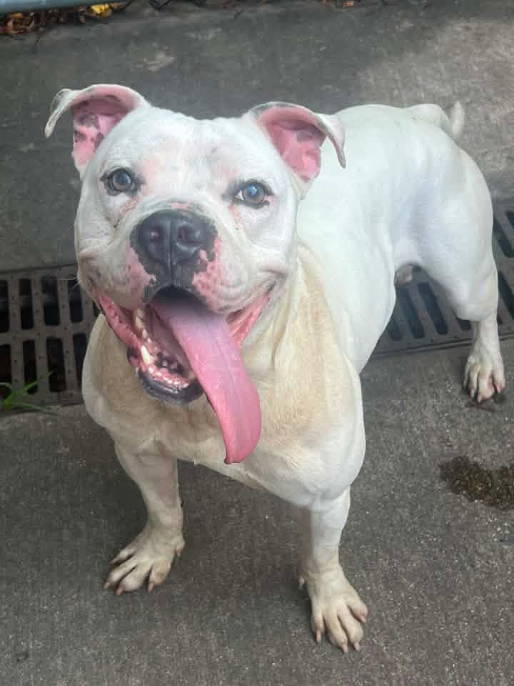 Enlarge Wilcox, a ADOPTABLE Pit Bull Terrier in Chicago, IL image 2/5