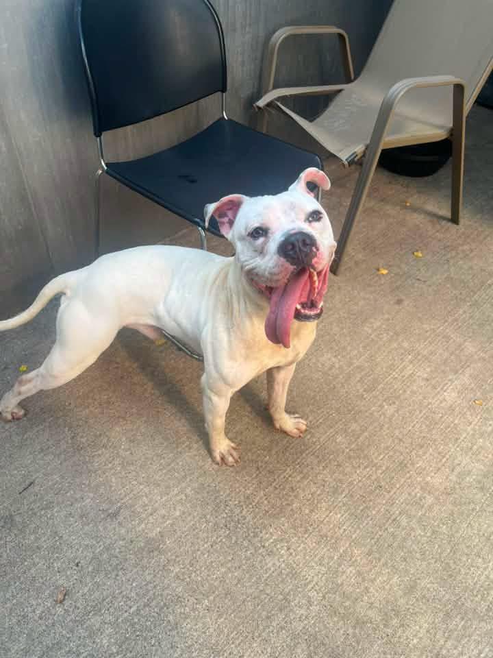 Enlarge Wilcox, a ADOPTABLE Pit Bull Terrier in Chicago, IL image 4/5