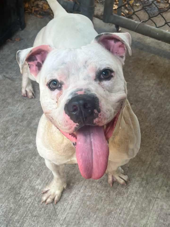 Wilcox, ADOPTABLE, Adult Male Pit Bull Terrier.