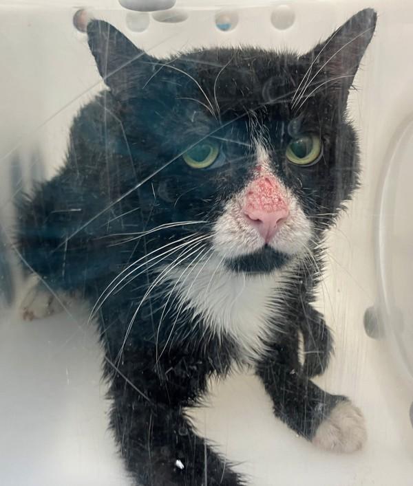 Fizzy Pop, Adoptable, Adult Male Domestic Short Hair.