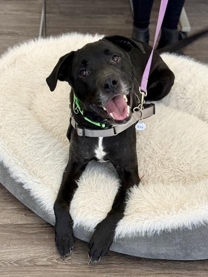 Enlarge Jay , an adopted mixed breed in Downers Grove, IL image 3/3