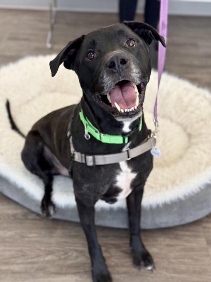 Enlarge Jay , an adopted mixed breed in Downers Grove, IL image 2/3