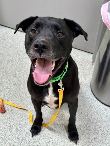 Enlarge Jay , an adopted mixed breed in Downers Grove, IL image 1/3