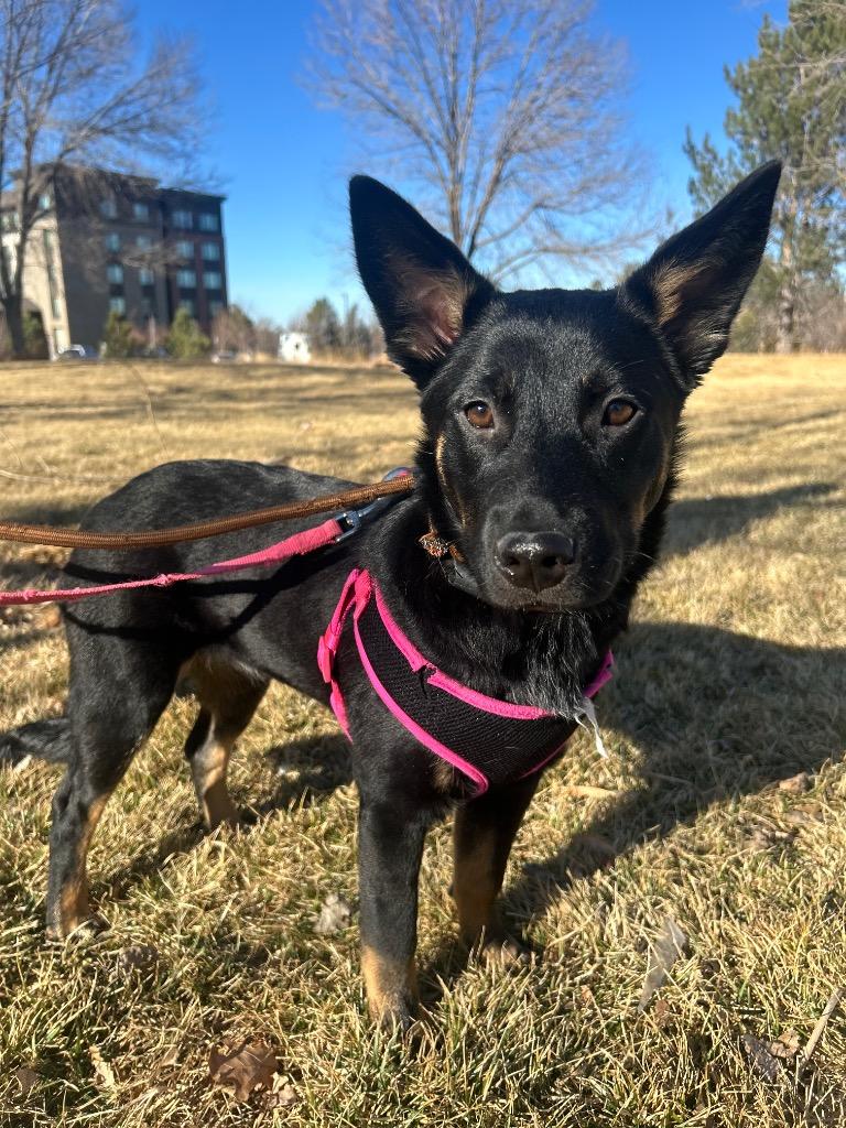 Enlarge Sy Snootles, a Adoptable Cattle Dog in Fort Lupton, CO image 1/4