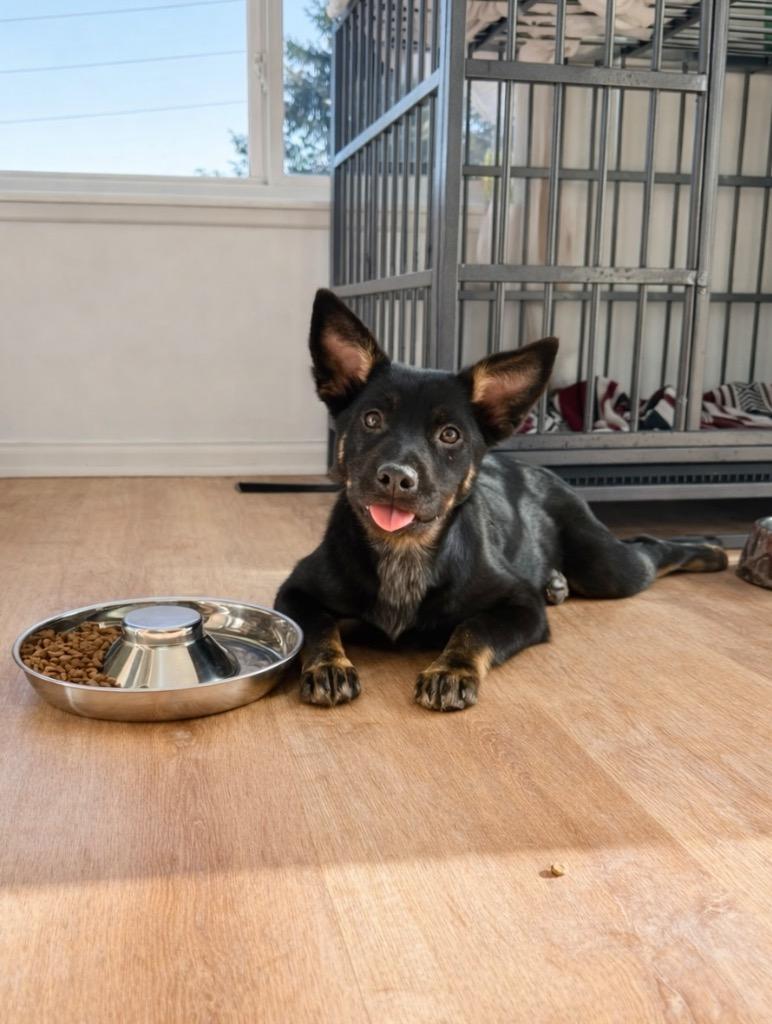 Enlarge Sy Snootles, a Adoptable Cattle Dog in Fort Lupton, CO image 3/4