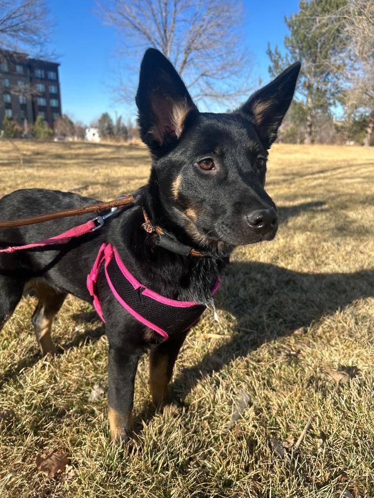 Enlarge Sy Snootles, a Adoptable Cattle Dog in Fort Lupton, CO image 4/4