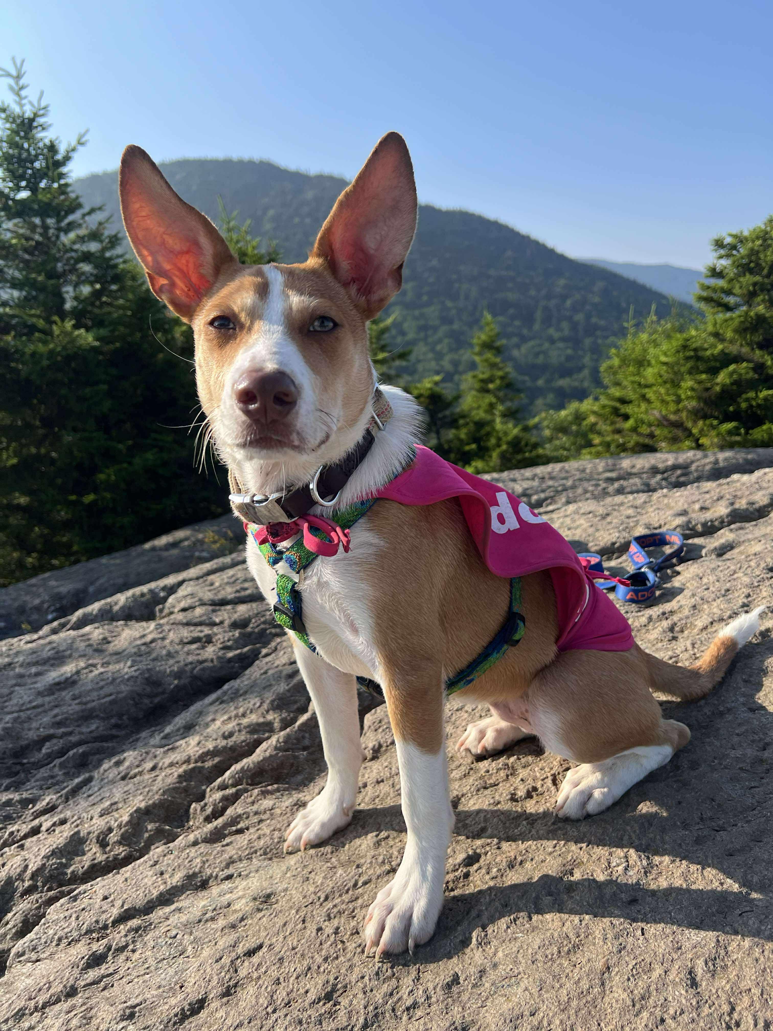 Enlarge Hardy, a Adopted mixed breed in Essex Junction, VT image 3/6