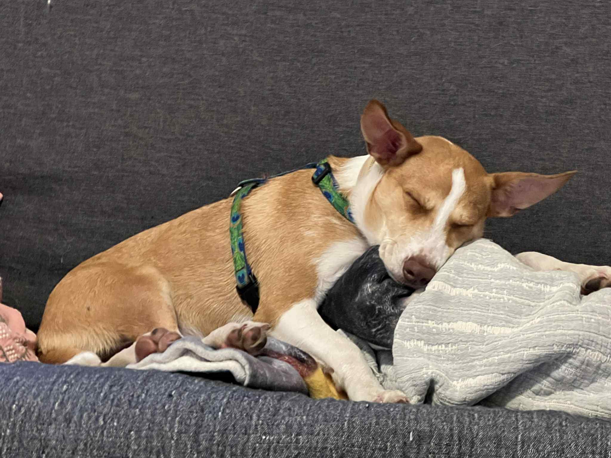 Enlarge Hardy, a Adopted mixed breed in Essex Junction, VT image 4/6