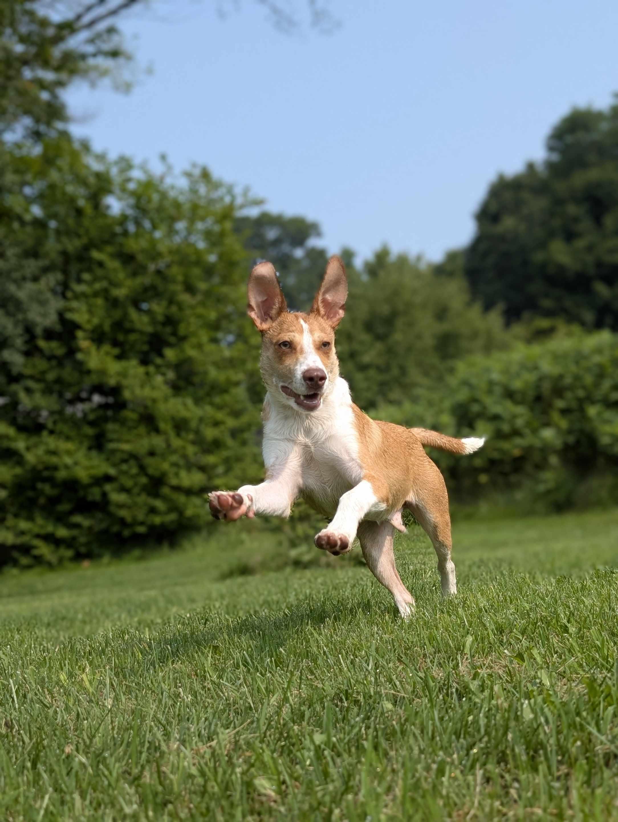 Enlarge Hardy, a Adopted mixed breed in Essex Junction, VT image 1/6