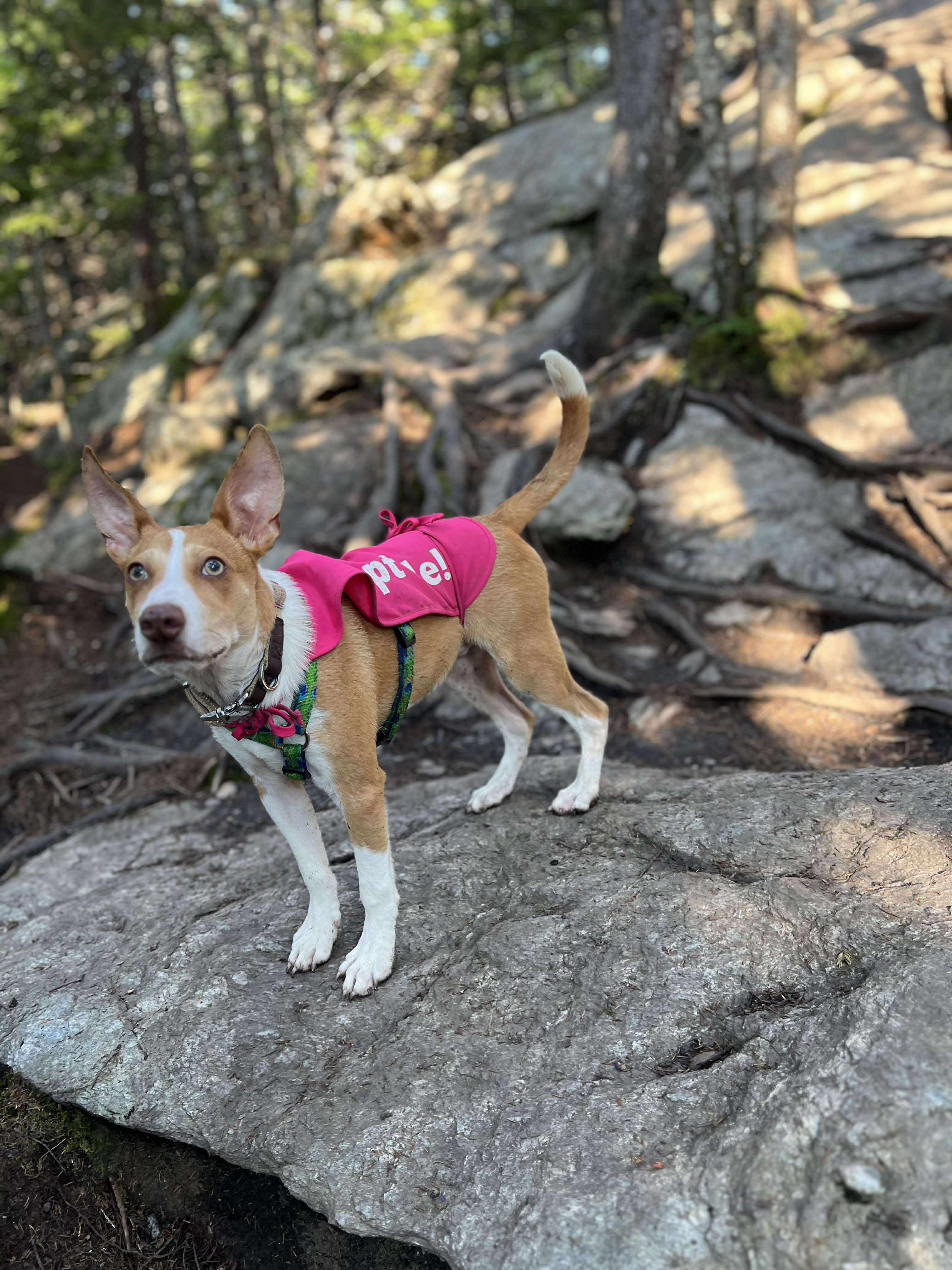 Enlarge Hardy, a Adopted mixed breed in Essex Junction, VT image 5/6