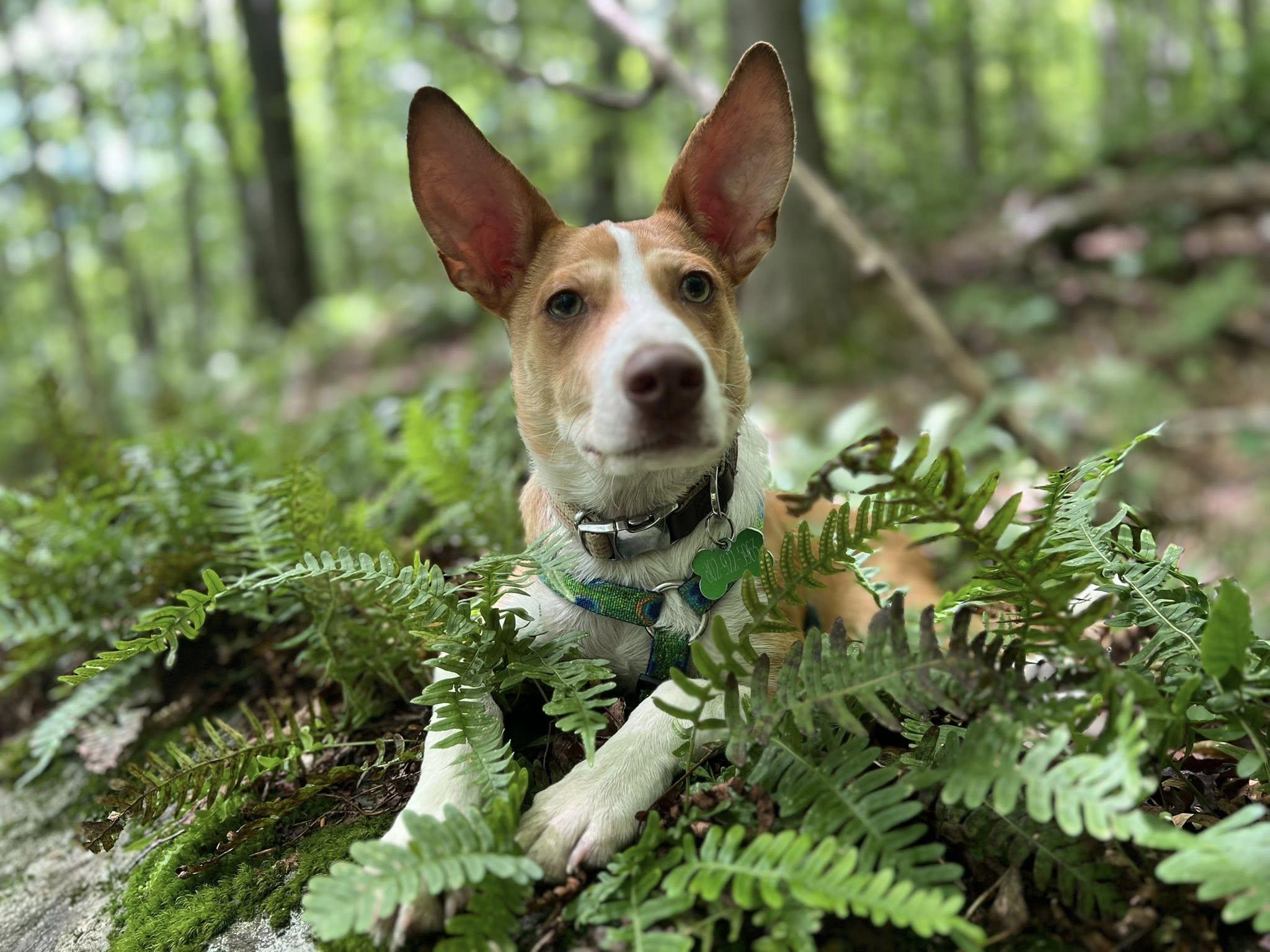Enlarge Hardy, a Adopted mixed breed in Essex Junction, VT image 2/6