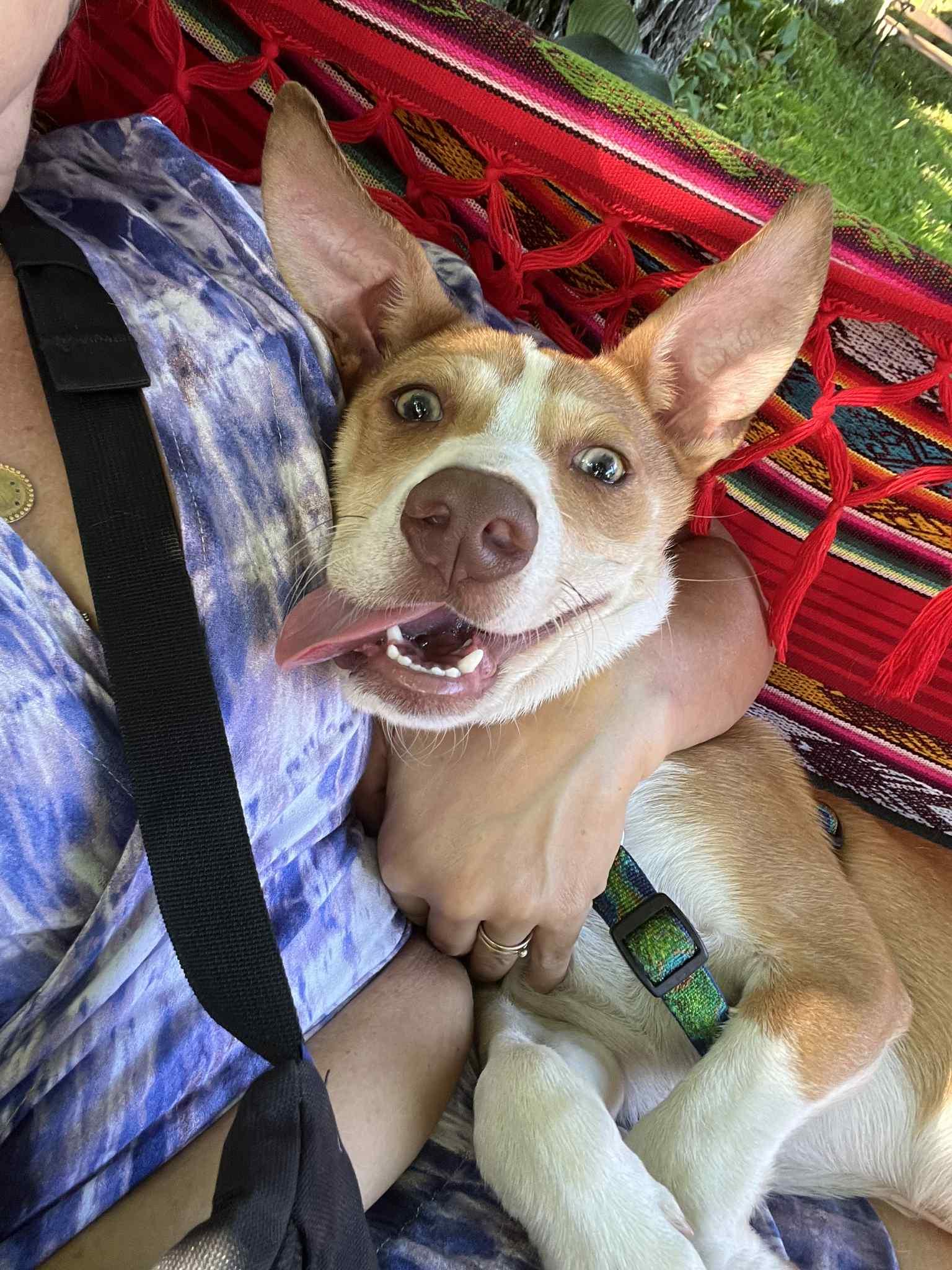 Enlarge Hardy, a Adopted mixed breed in Essex Junction, VT image 6/6