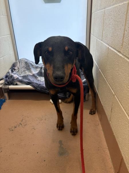 Emmit, Adoptable, Young Male Doberman Pinscher.