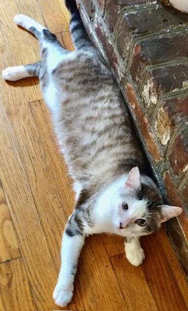 Enlarge Elliot, a Adoptable mixed breed in Ladson, SC image 1/1