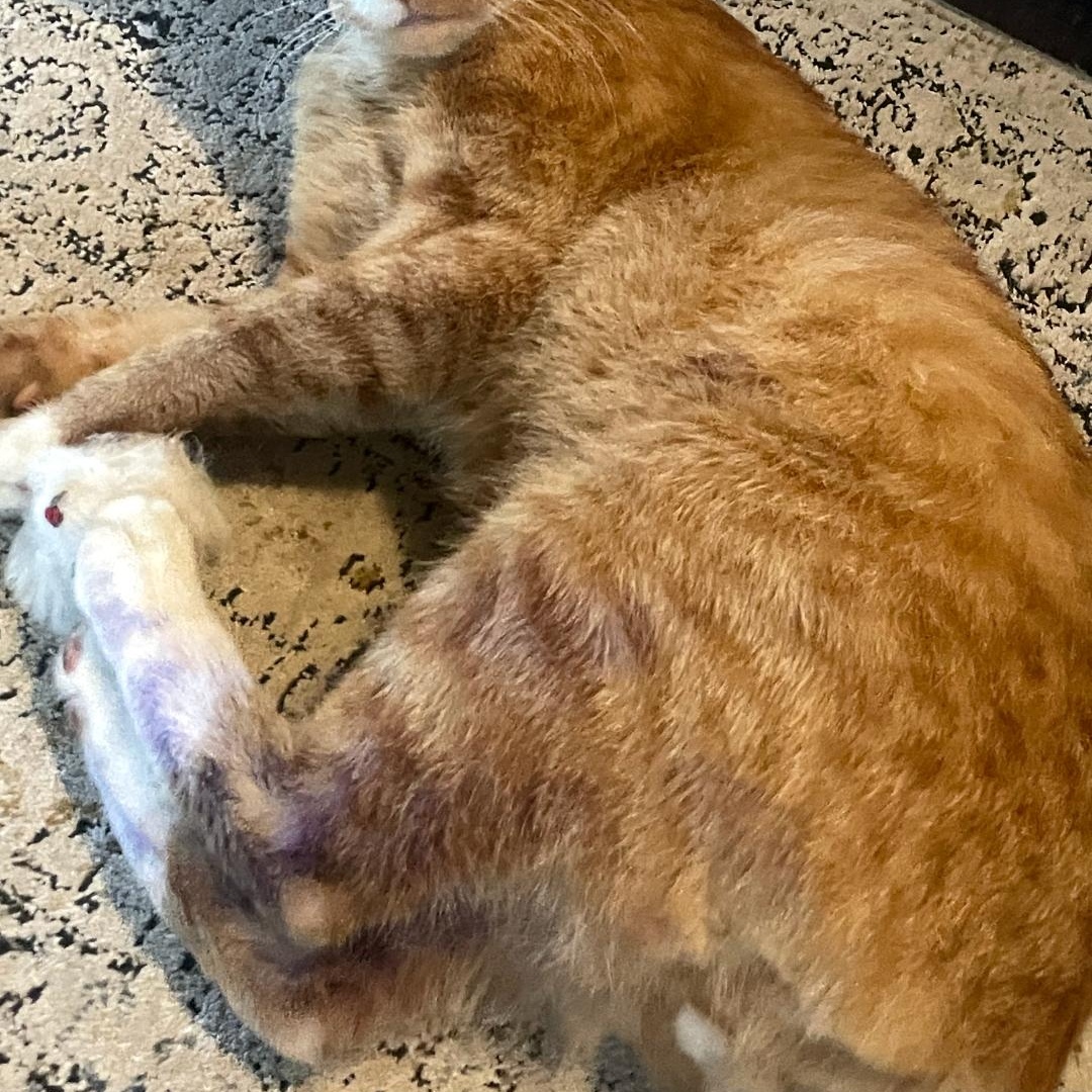 Enlarge Eeyore, a Adopted Tabby in Maple Shade, NJ image 5/6