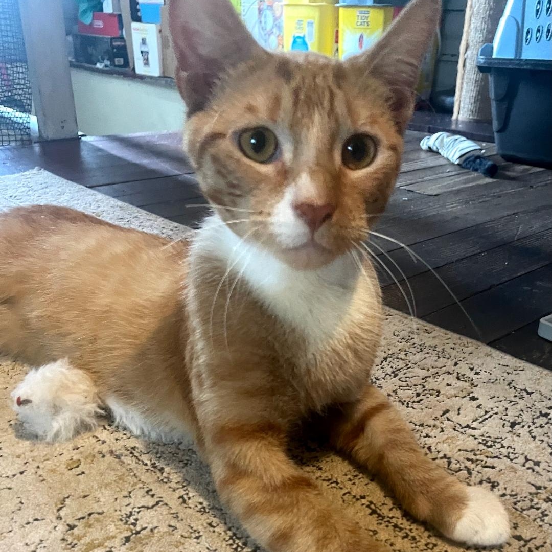 Enlarge Eeyore, a Adopted Tabby in Maple Shade, NJ image 4/6