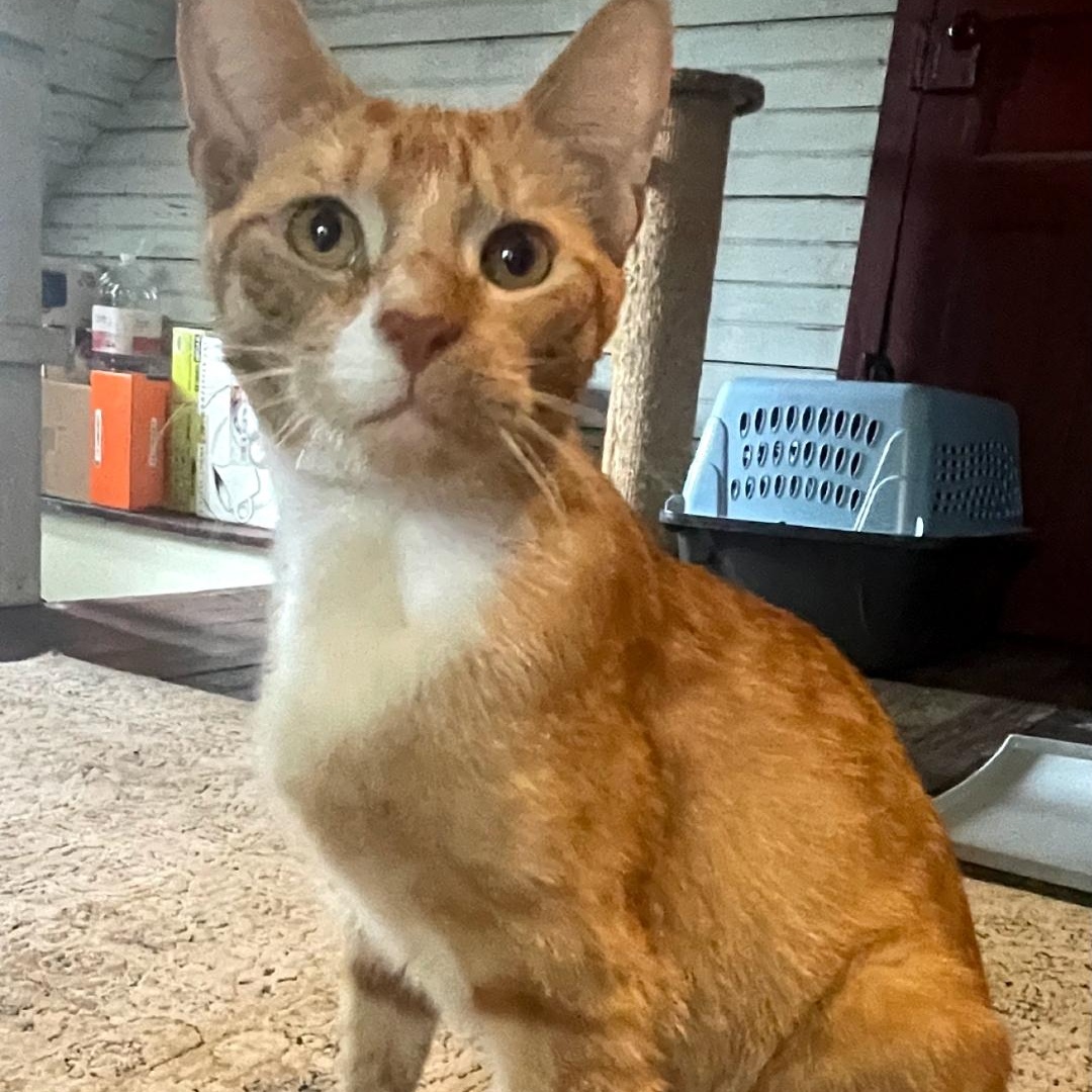 Enlarge Eeyore, a Adopted Tabby in Maple Shade, NJ image 2/6