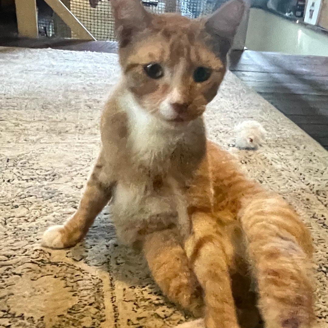 Enlarge Eeyore, a Adopted Tabby in Maple Shade, NJ image 6/6