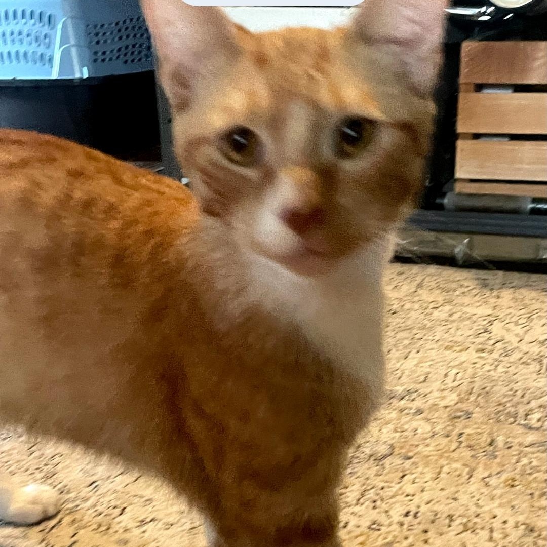 Enlarge Eeyore, a Adopted Tabby in Maple Shade, NJ image 3/6