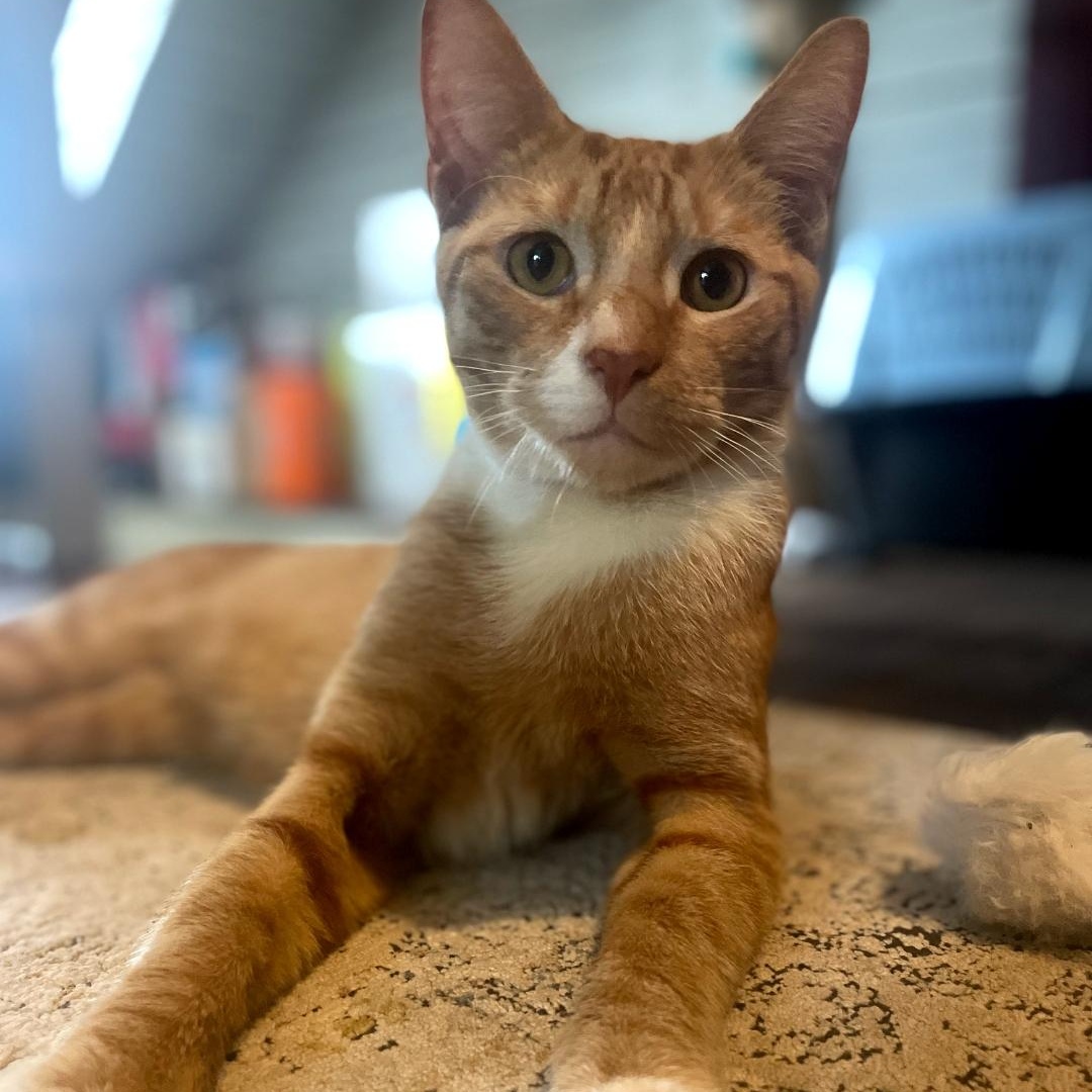 Eeyore, Adopted, Adult Male Tabby.