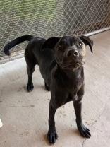 Enlarge Sheldon, an adopted mixed breed in Redmond, OR image 1/1