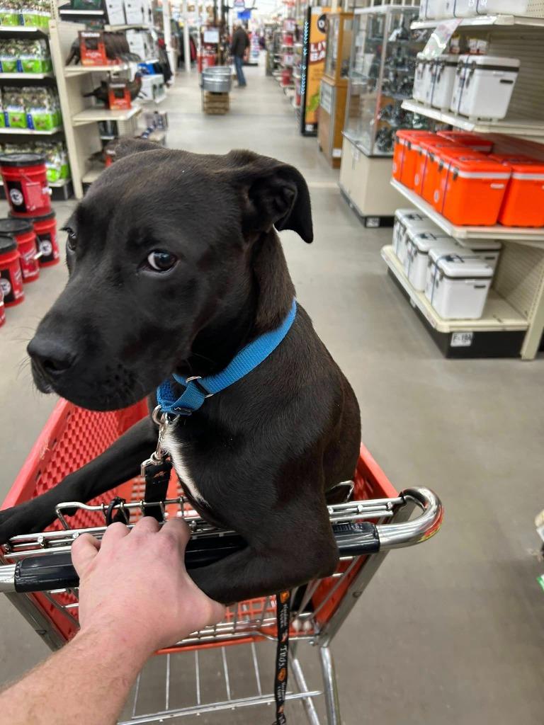 Brick, Adoptable, Puppy Male Mixed Breed.