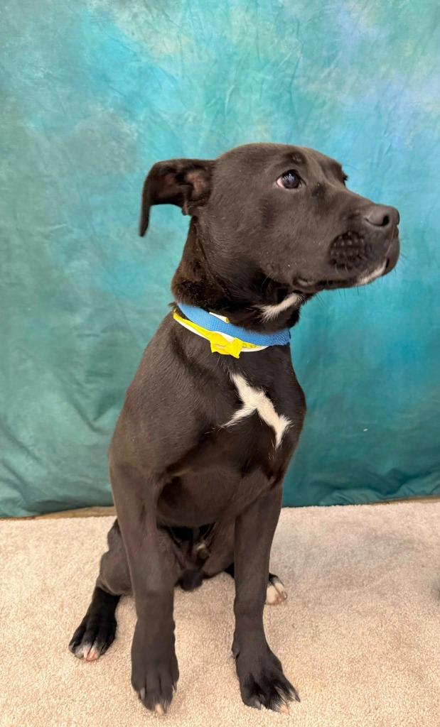 Enlarge Brick, a Adoptable mixed breed in Fond Du Lac, WI image 2/6