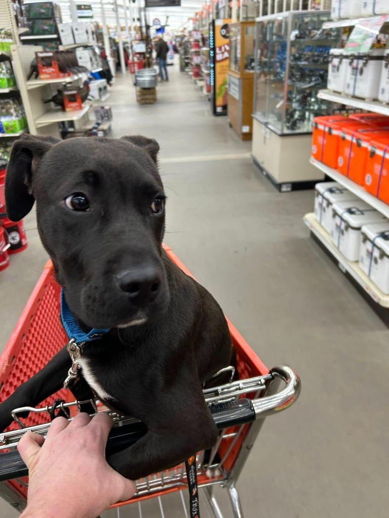 Enlarge Brick, a Adoptable mixed breed in Fond Du Lac, WI image 3/6