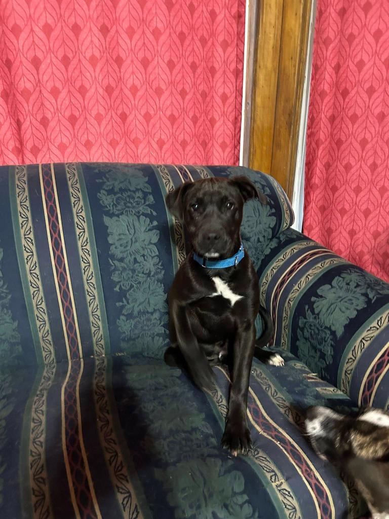 Enlarge Brick, a Adoptable mixed breed in Fond Du Lac, WI image 4/6