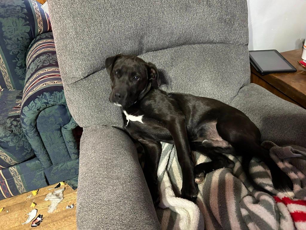 Enlarge Brick, a Adoptable mixed breed in Fond Du Lac, WI image 5/6