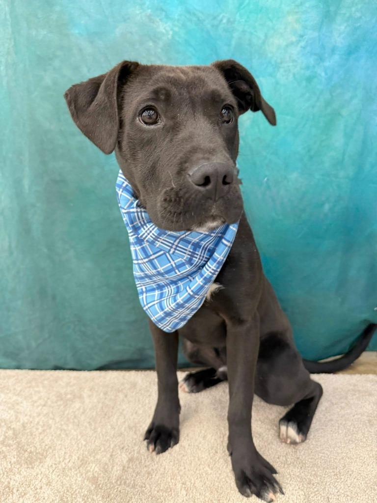 Enlarge Brick, a Adoptable mixed breed in Fond Du Lac, WI image 6/6