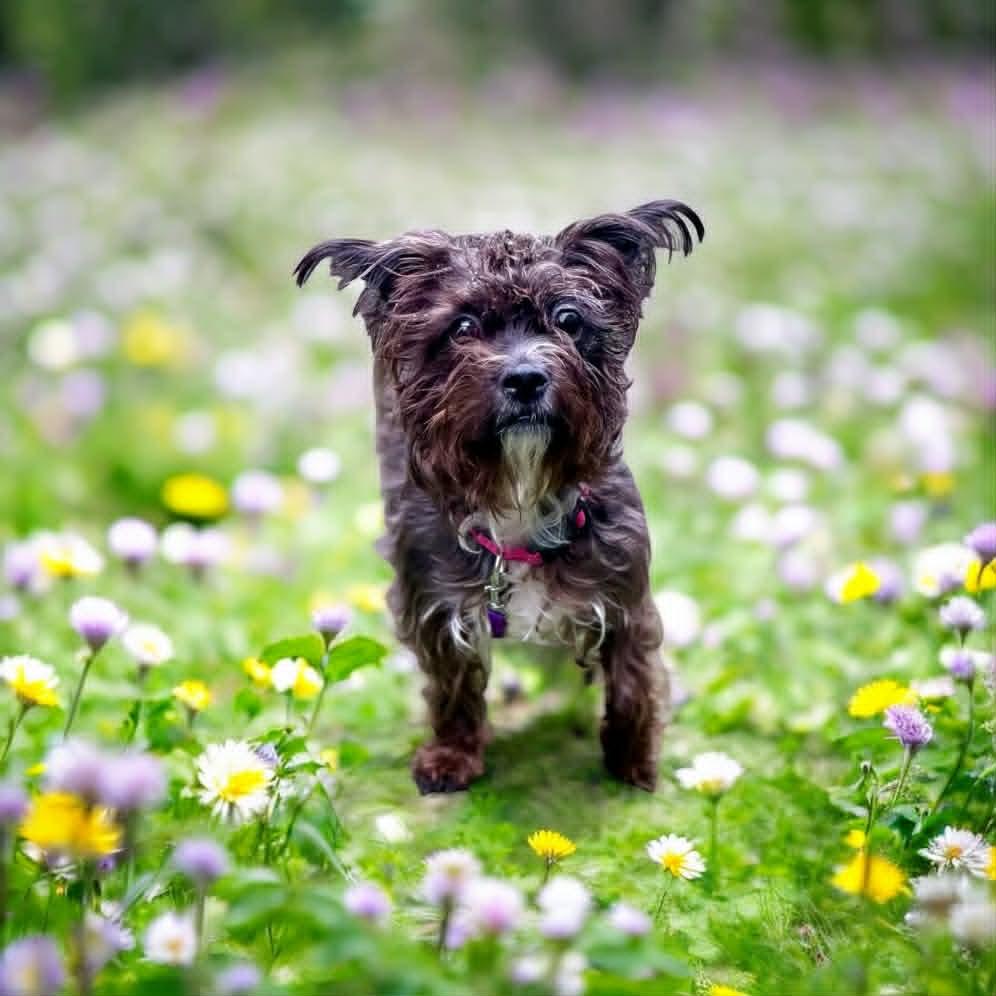 Thistle, ADOPTABLE, Adult Female Terrier.